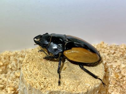 ブルーマイスターツヤクワガタ♀