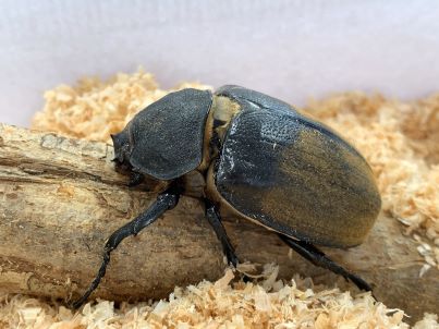 エレファスゾウカブト♀