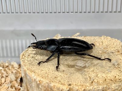 フォルスターフタマタクワガタ(ニシ)♀