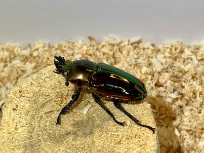 ニジイロクワガタ♀