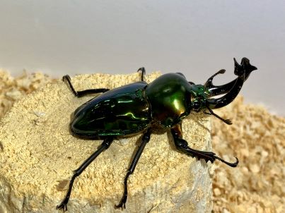 ニジイロクワガタ♂