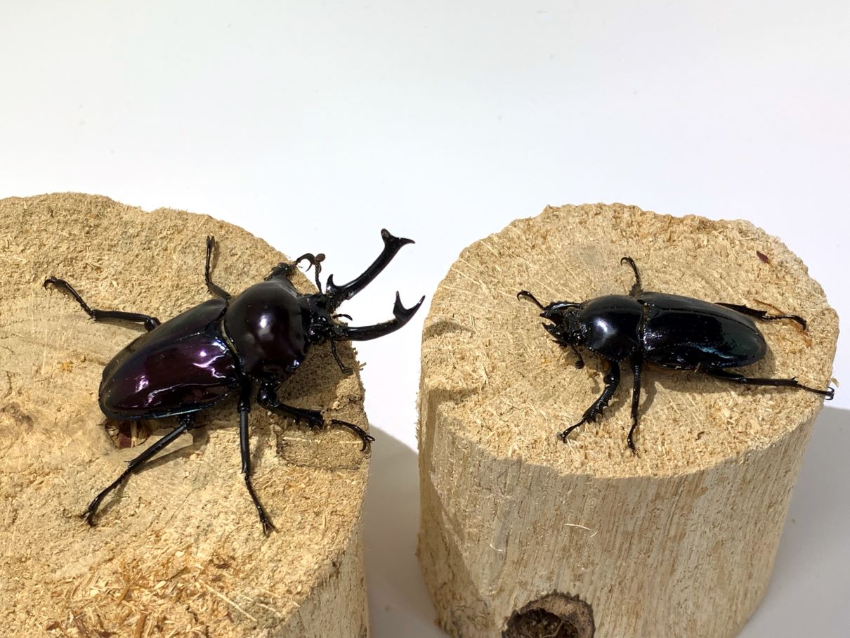 ニジイロクワガタ(紫紺系)