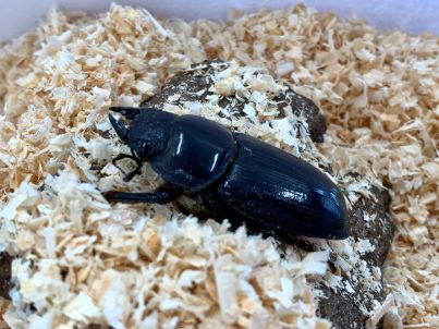 オオクワガタ♀