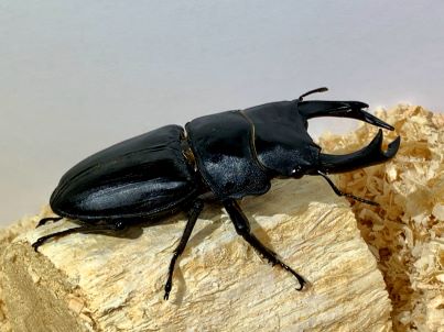 オオクワガタ♂