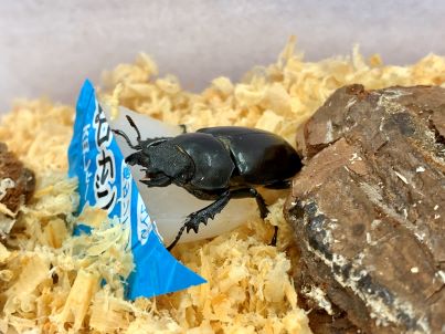プラネットミヤマクワガタ♀