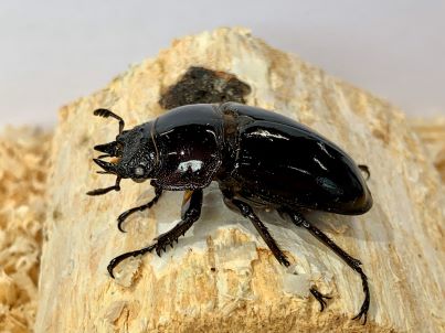 レギウスオオツヤクワガタ(赤)♀