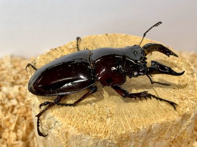 レギウスオオツヤクワガタ(赤)♂
