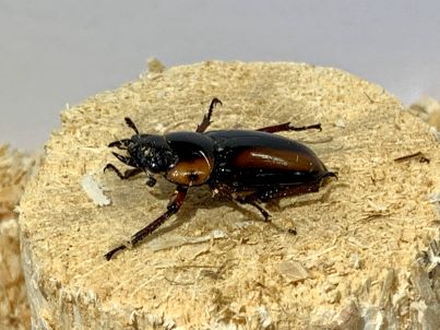 サバゲノコギリクワガタ♀