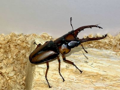 サバゲノコギリクワガタ♂