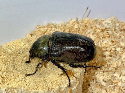 グラントシロカブト♀