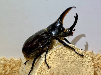 グラントシロカブト♂