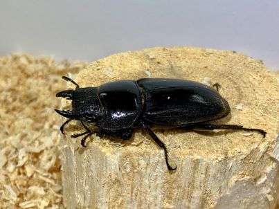 スマトラオオヒラタ♀