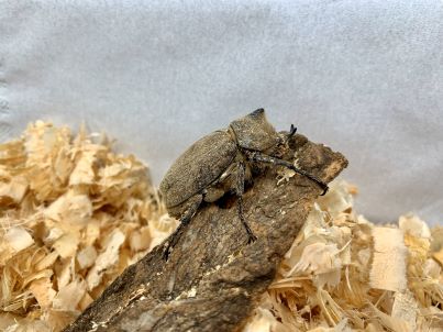 ヨルゲンセンヒメゾウカブト♂