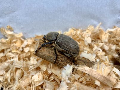 ヨルゲンセンヒメゾウカブト♀